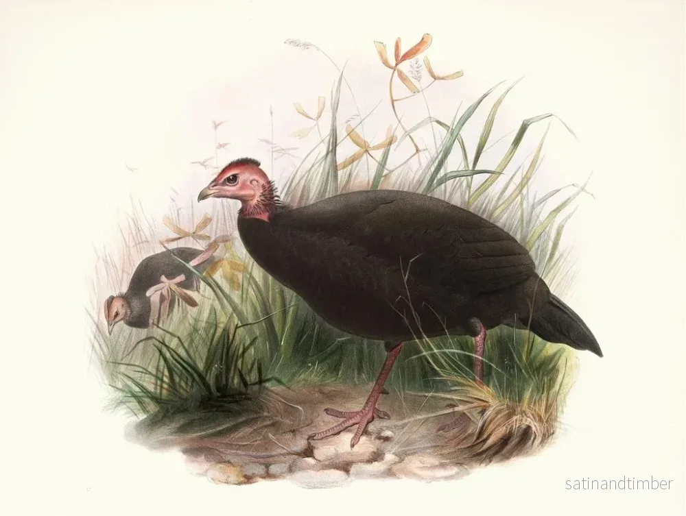 Reproduktion av målningen Phasidus Niger - Joseph Smit - Bild 2
