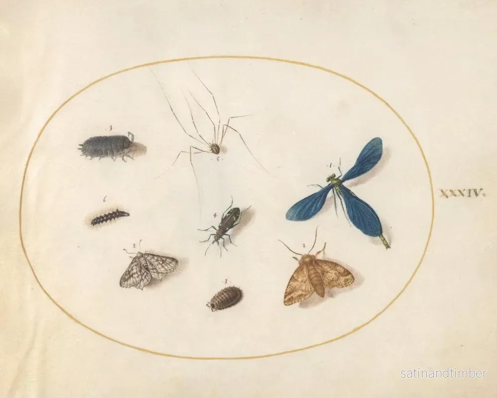 Reproduktion av målningen Planche 34 Två nattfjärilar med en spindel, en larv, en damselfly och andra insekter - Joris Hoefnagel - Bild 2