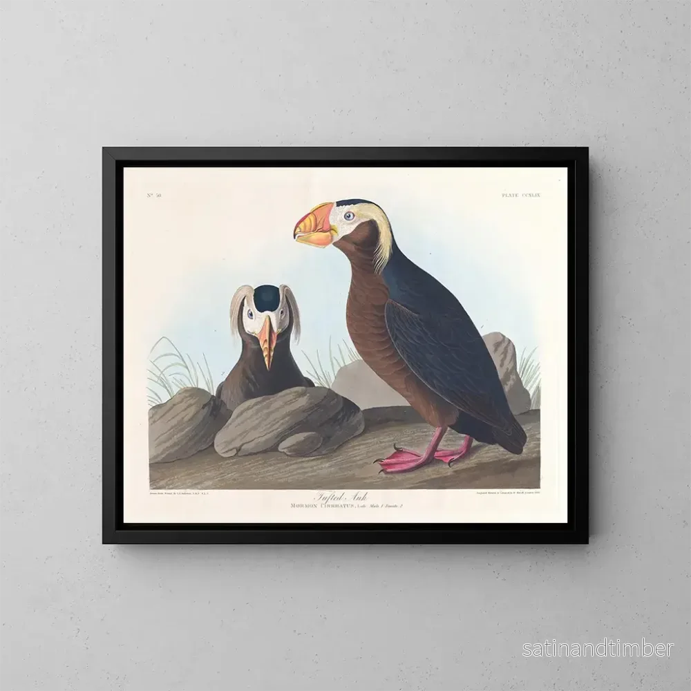 Reproduktion av målningen Macareux cornu - John James Audubon