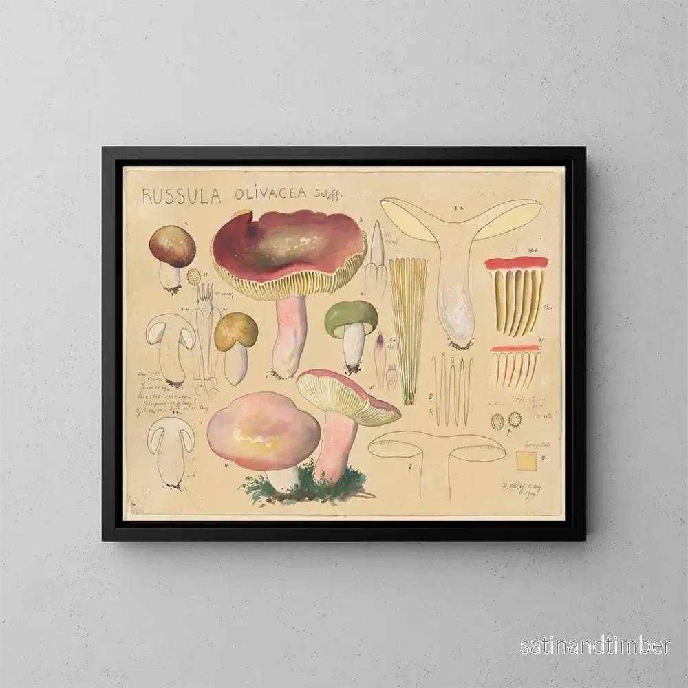 Reproduktion av målningen Russula olivacea - Hans Baldung