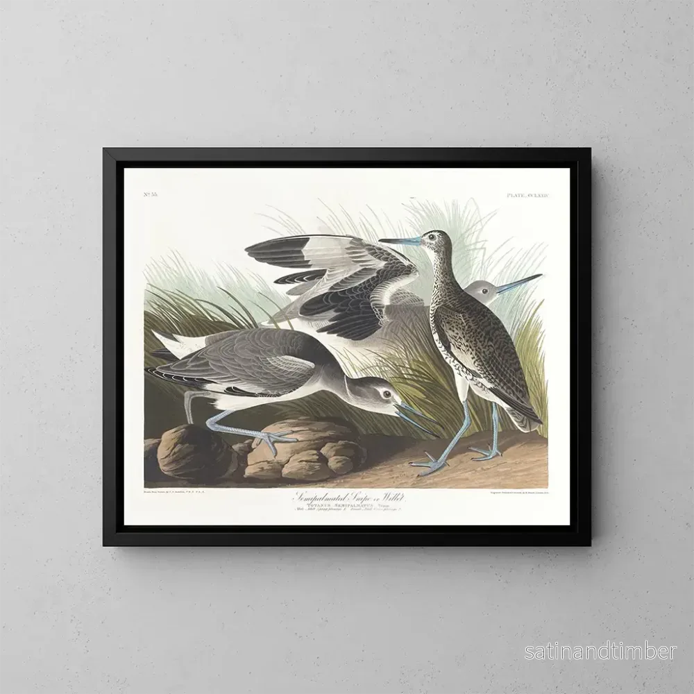 Reproduktion av målningen Bécassine semipalmée eller willet - John James Audubon