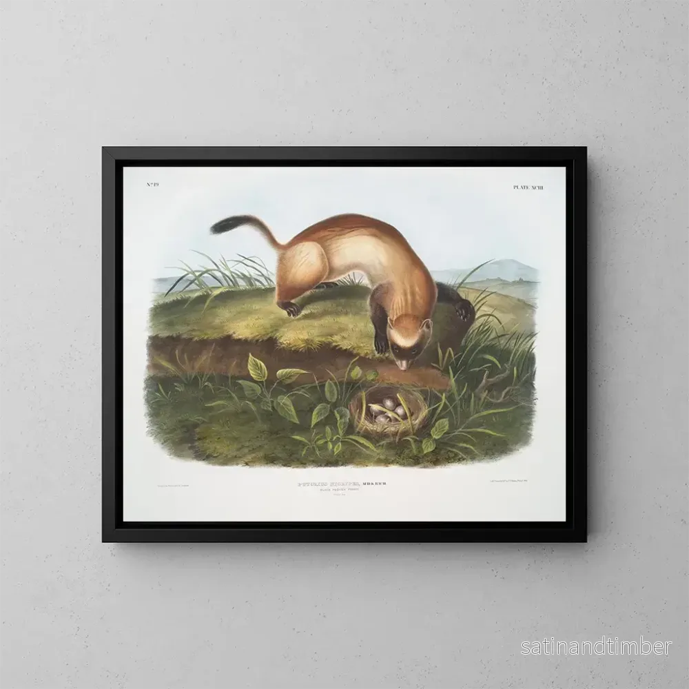 Reproduktion av målningen Furet noir à pieds noirs taille naturelle - John Woodhouse Audubon