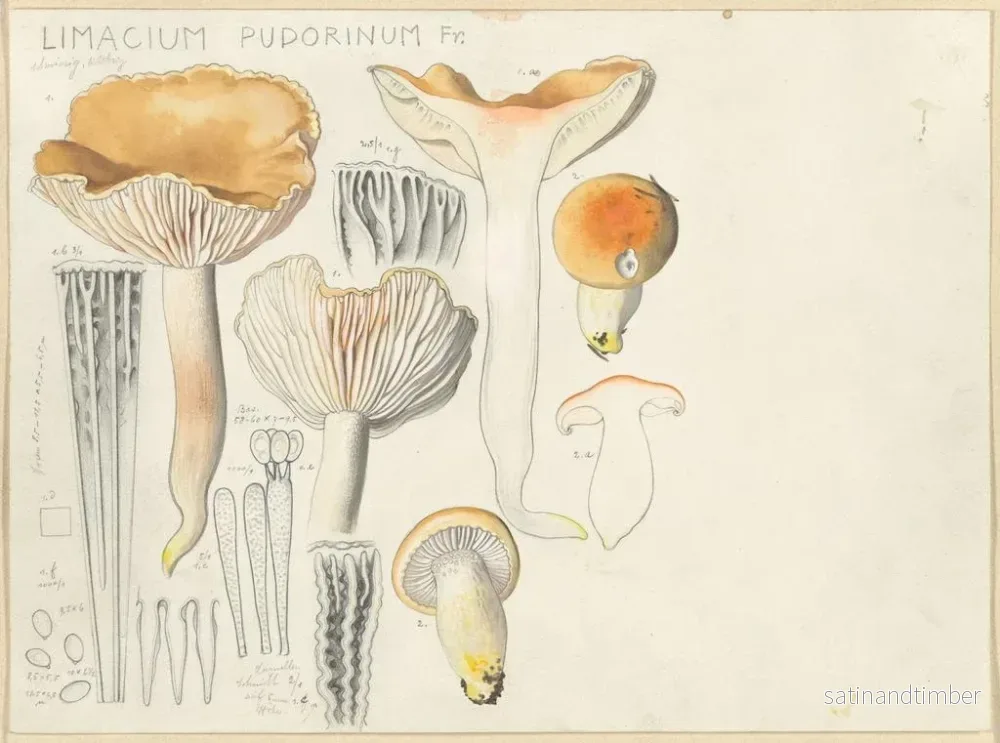 Reproduktion av målningen Limacium pudorinum - Hans Baldung - Bild 2