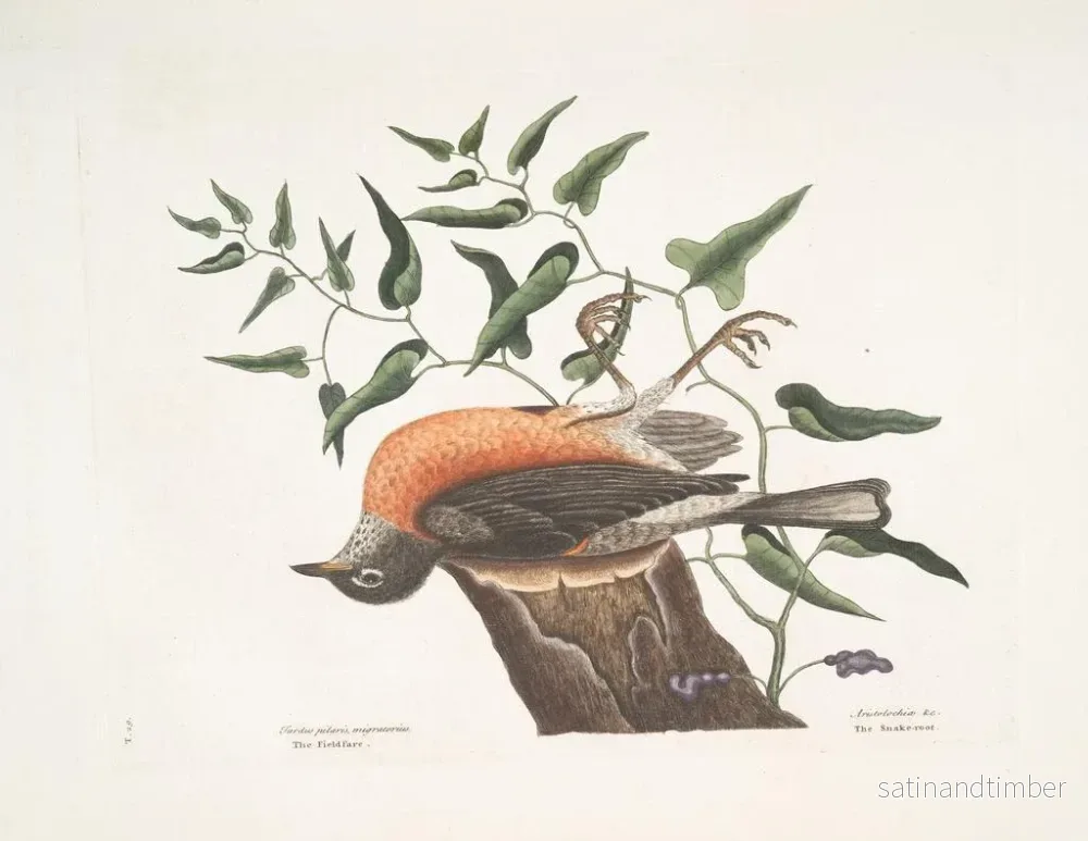 Reproduktion av målningen Le merle de Caroline, l'armoise de Virginie - Mark Catesby - Bild 2
