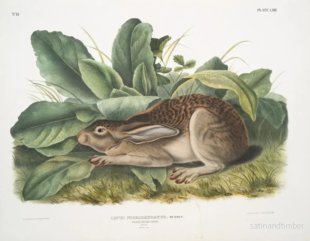Reproduktion av målningen av den svarta svansharehanen i naturlig storlek - John Woodhouse Audubon - Bild 2