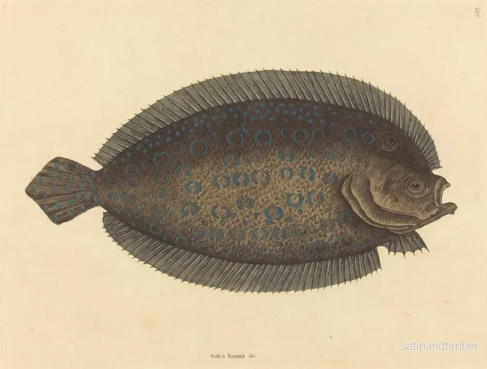 Reproduktion av målningen Le sole Pleuronectes lunatus - Mark Catesby - Bild 2