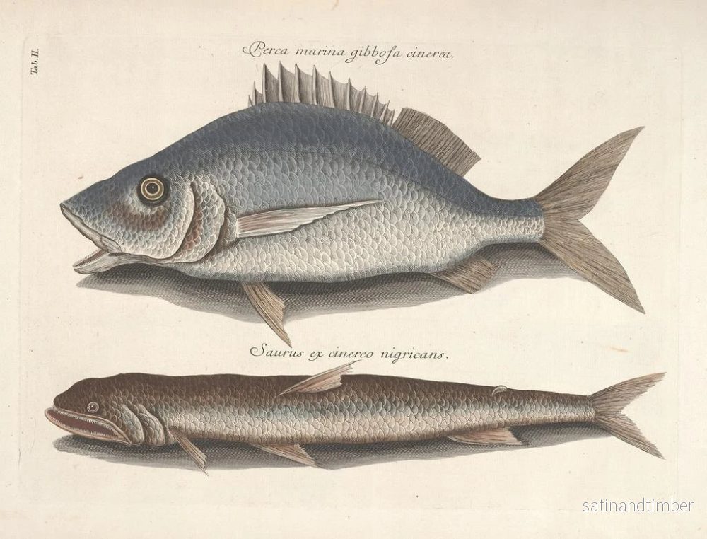 Reproduktion Bilder av fisk, ormar, insekter – Mark Catesby — plansch 002 - Bild 2