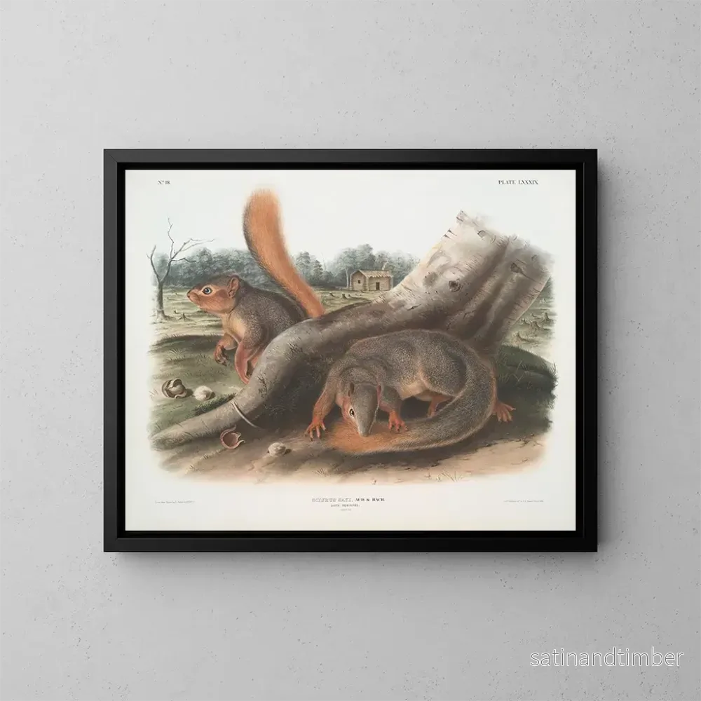 Reproduktion av målningen Squirrel i naturlig storlek – John Woodhouse Audubon Reproduktion av målningen Squirrel i naturlig storlek – John Woodhouse Audubon