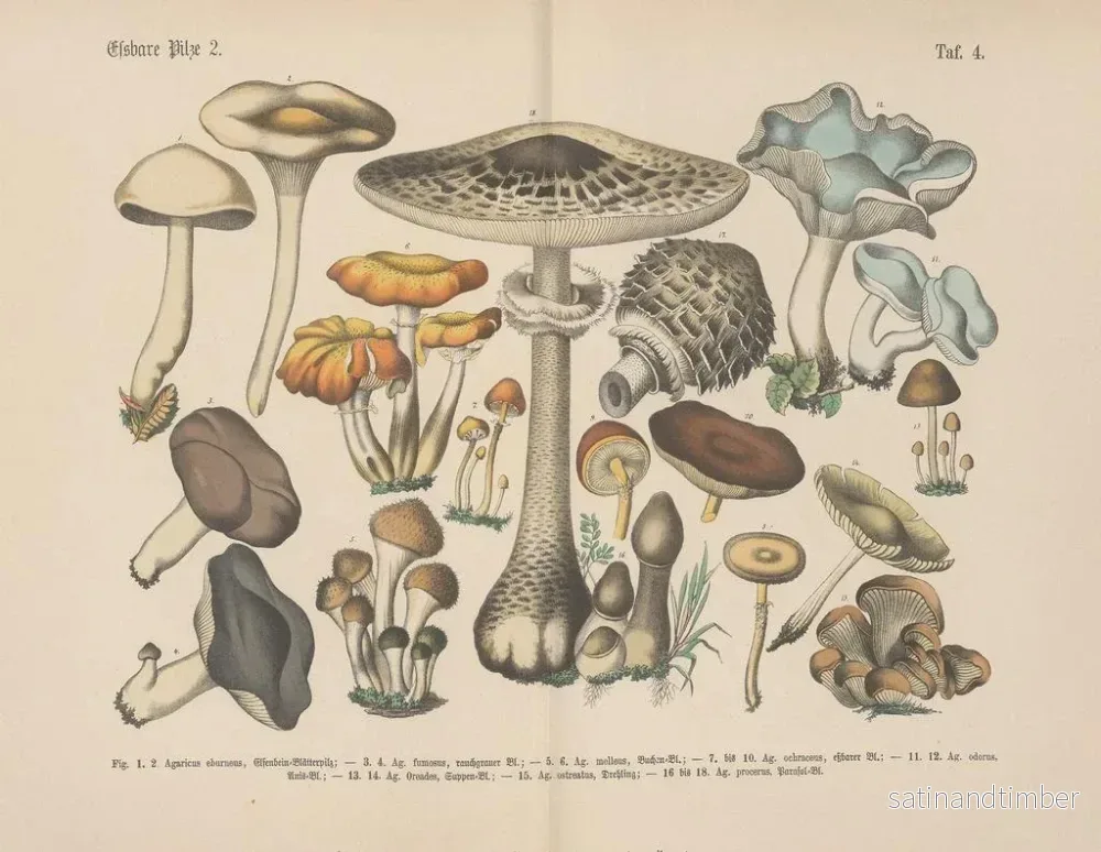 Reproduktion av målningen Manuel praktisk botanikkonsttryck i ord och bilder Pl04 - Carl Hoffmann - Bild 2
