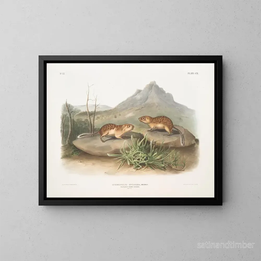 Reproduktion av målningen Spermophile tacheté, écureuil marmotte de Californie, taille naturelle – John Woodhouse Audubon Reproduktion av målningen Spermophile tacheté, écureuil marmotte de Californie, taille naturelle – John Woodhouse Audubon