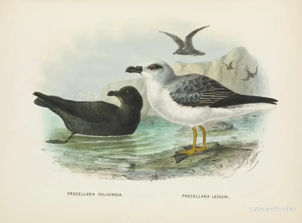 Reproduktion av målningen Puffin fuligineux och Puffin de Lessoni - John Gerrard Keulemans - Bild 2