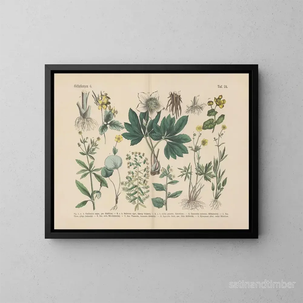 Reproduktion av målningen Manuel de botanique pratique en mots et en images Pl24 - Carl Hoffmann