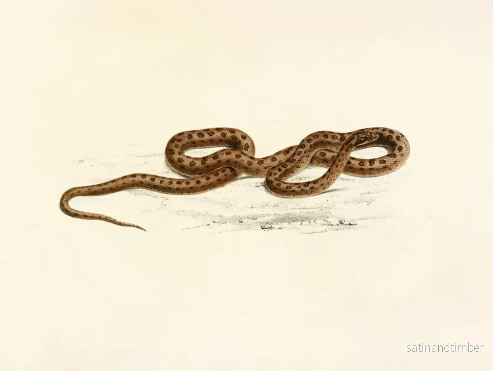 Reproduktion av målningen Lycodon guttatus - Sir Andrew Smith - Bild 2