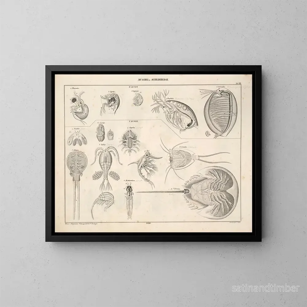 Reproduktion av målningen Illustrationer av den allmänna naturhistorien av Oken för alla tillstånd Pl079 - Lorenz Oken