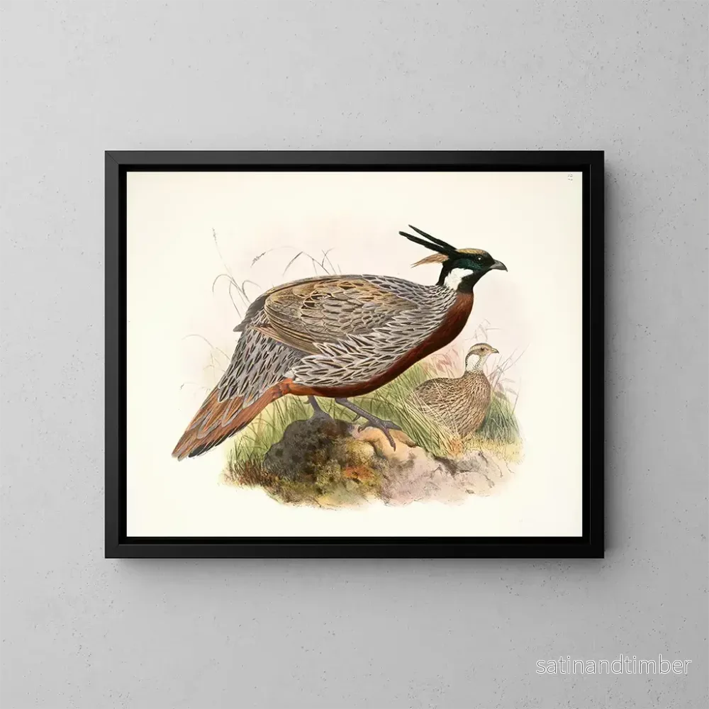 Reproduktion av målningen Purcasia macrolopha - Joseph Smit