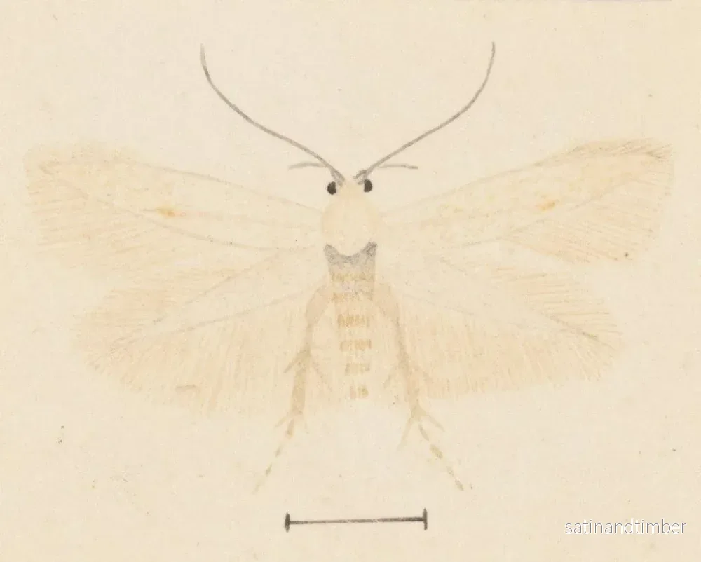 Reproduktion av målningen Aquarelle av entomologi Pl131 - George Hudson - Bild 2