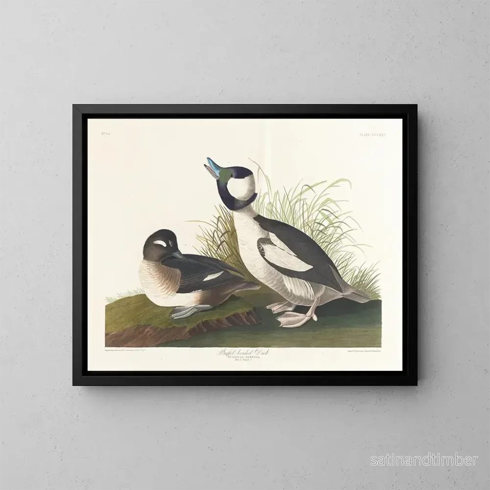 Reproduktion av målningen Kanadagås med bufféhuvud - John James Audubon