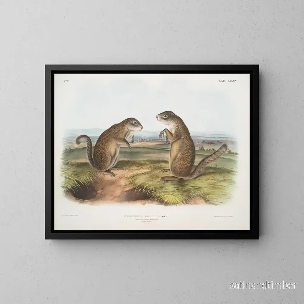 Reproduktion av målningen Marmotte av Franklin han- och honar i naturlig storlek - John Woodhouse Audubon