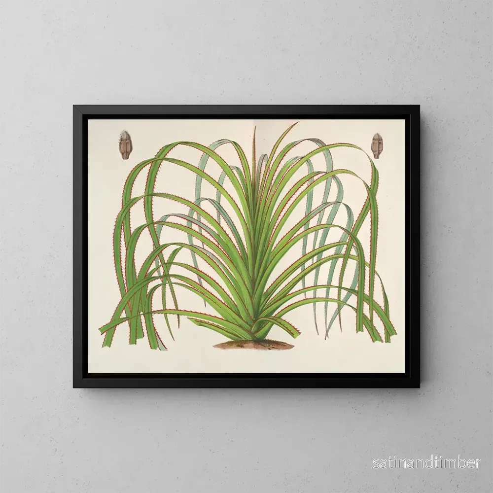 Reproduktion av målningen Pandanus mauritianus - Charles Antoine Lemaire