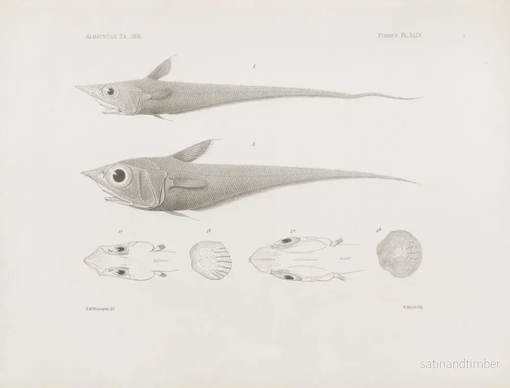 Reproduktion av målningen Mémoires du Muséum de zoologie comparée de Harvard College Pl49 - Musée de Zoologie Comparée de l'Université Harvard - Bild 2