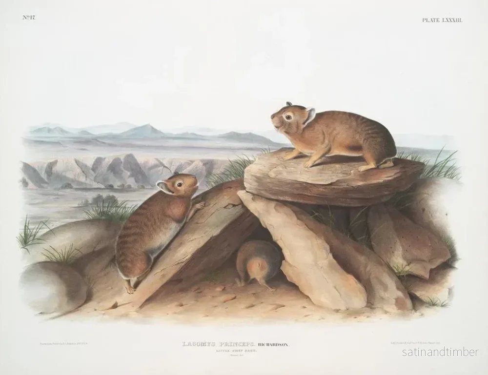 Reproduktion av målningen Lagomys princeps Petit lièvre chef Taille naturelle - John Woodhouse Audubon - Bild 2