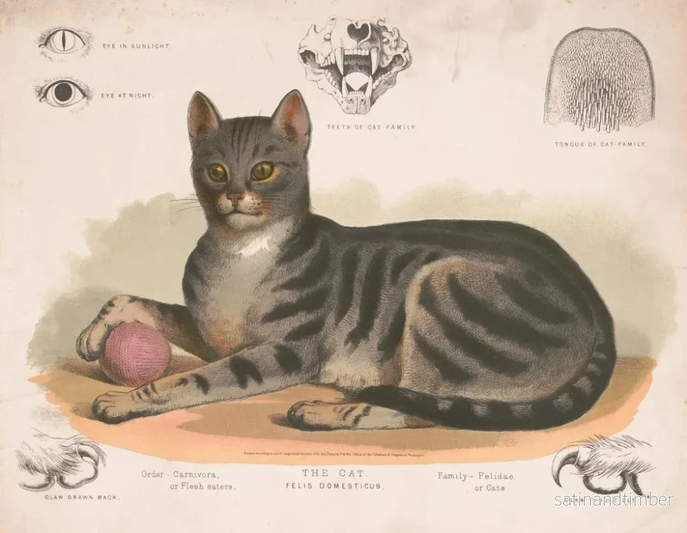 Reproduktion av målningen Le chat domestique - Louis Prang Co - Bild 2