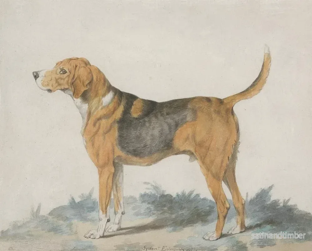 Reproduktion av målningen av hund i profil stående, framifrån till vänster - Sydenham Teast Edwards - Bild 2