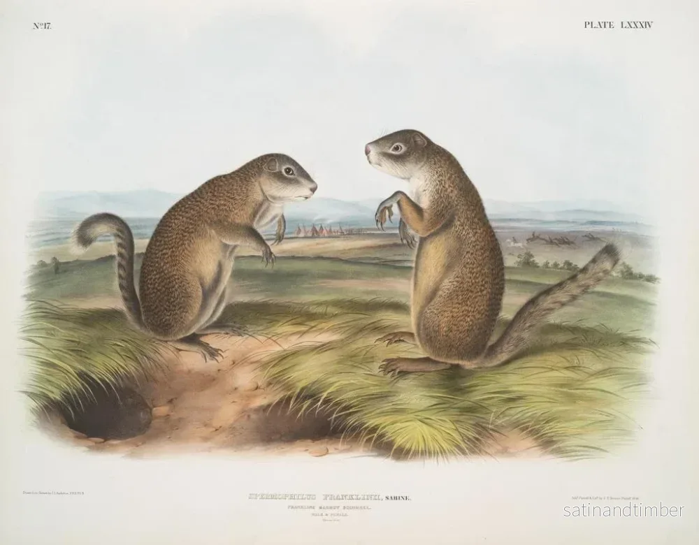 Reproduktion av målningen Marmotte av Franklin han- och honar i naturlig storlek - John Woodhouse Audubon - Bild 2