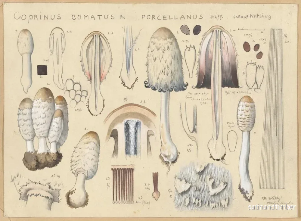 Reproduktion av målningen av Coprinus comatus var. porcellanus - Hans Baldung - Bild 2