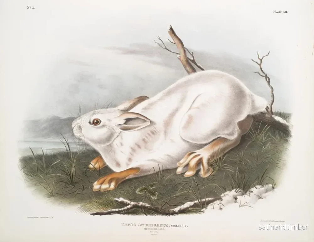 Reproduktion av målningen Lièvre d'Amérique, naturlig storlek, vinter - John Woodhouse Audubon - Bild 2