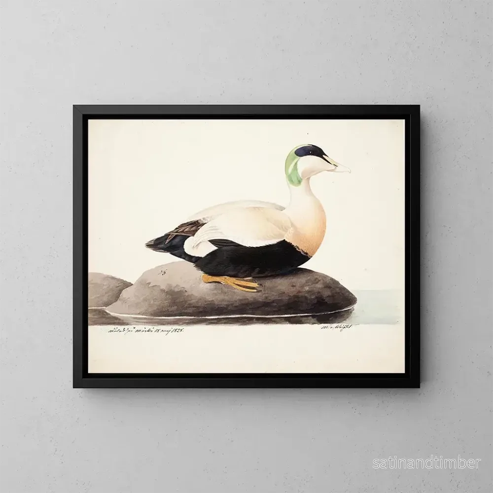 Reproduktion av målningen Eider à duvet mâle - Magnus von Wright