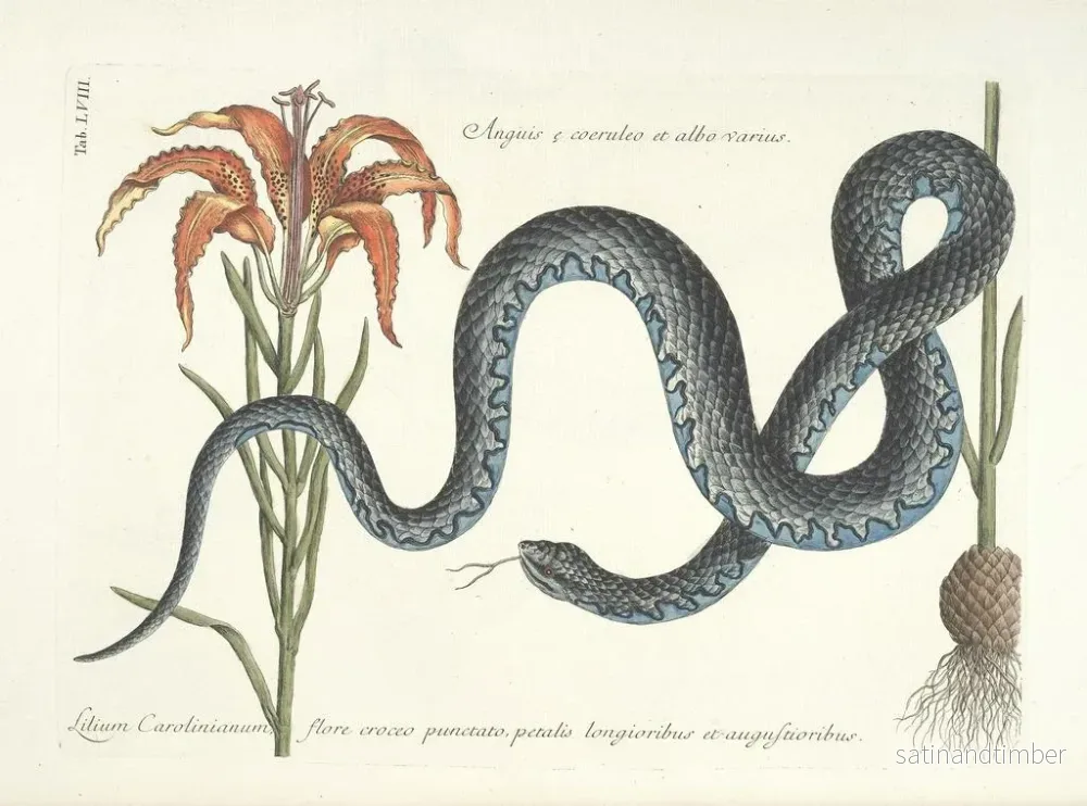 Reproduktion av målningen Bilder av fiskar, ormar, insekter och andra djur samt vissa växter Pl058 - Mark Catesby - Bild 2