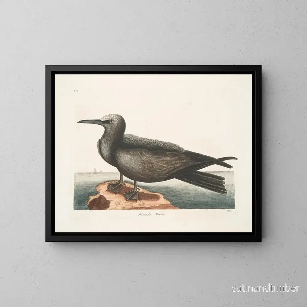 Reproduktion av målningen Hirondelle de mer, le Noddy - Mark Catesby