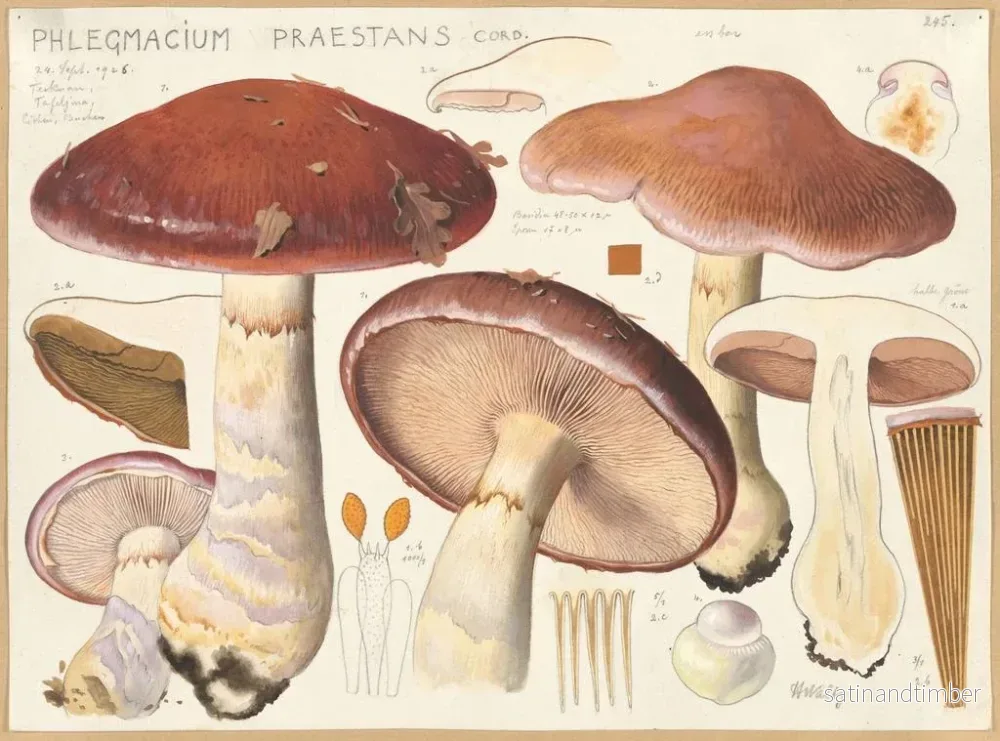 Reproduktion av målningen Phlegmacium praestans - Hans Baldung - Bild 2