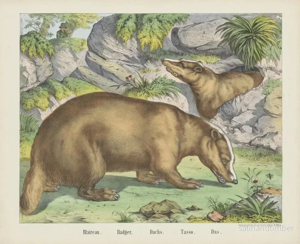 Reproduktion av målningen Blaireau - Joseph Scholz - Bild 2