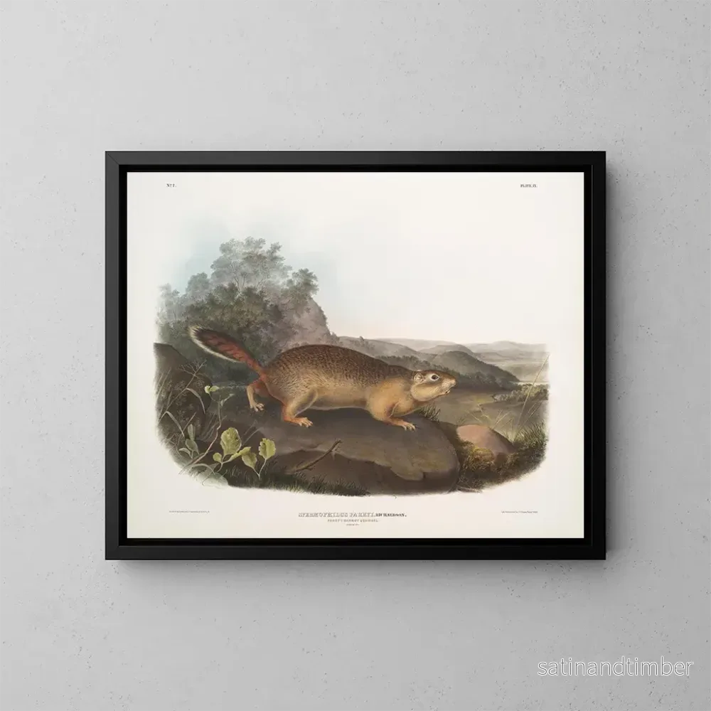 Reproduktion av målningen av Parry spermophile i naturlig storlek - John Woodhouse Audubon
