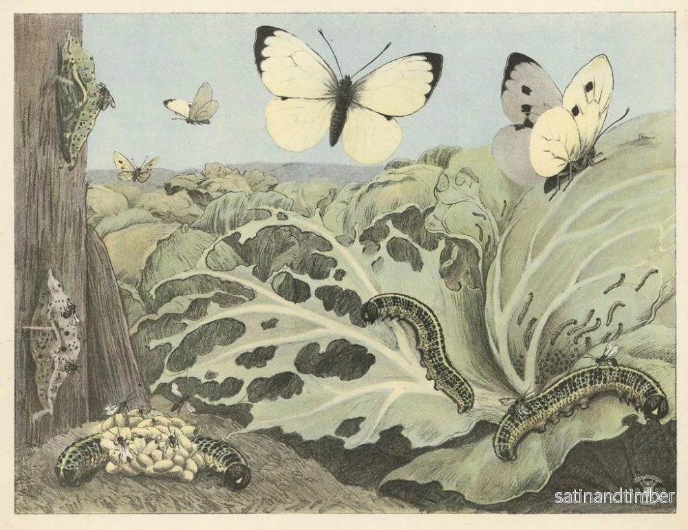 Reproduktion av målningen Papillons de chou - Oluf August Hermansen - Bild 2