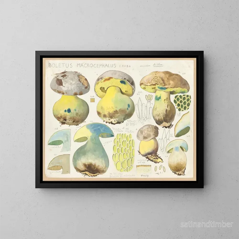 Reproduktion av målningen Boletus macrocephalus – Hans Baldung Reproduktion av målningen Boletus macrocephalus – Hans Baldung