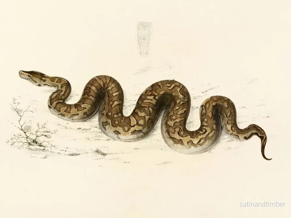 Reproduktion av målningen Python natalensis - Sir Andrew Smith - Bild 2