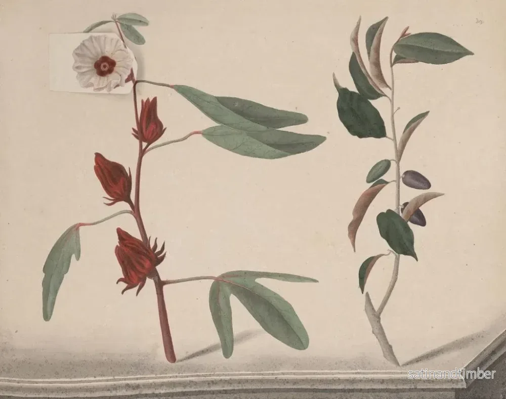 Reproduktion av målningen Histoire naturelle de Saint-Domingue Pl170 - René de Rabi - Bild 2