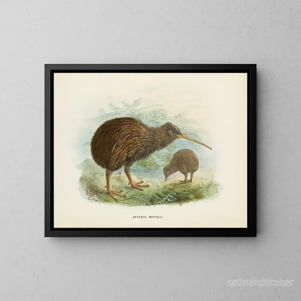 Reproduktion av målningen Apteryx av Mantell - John Gerrard Keulemans