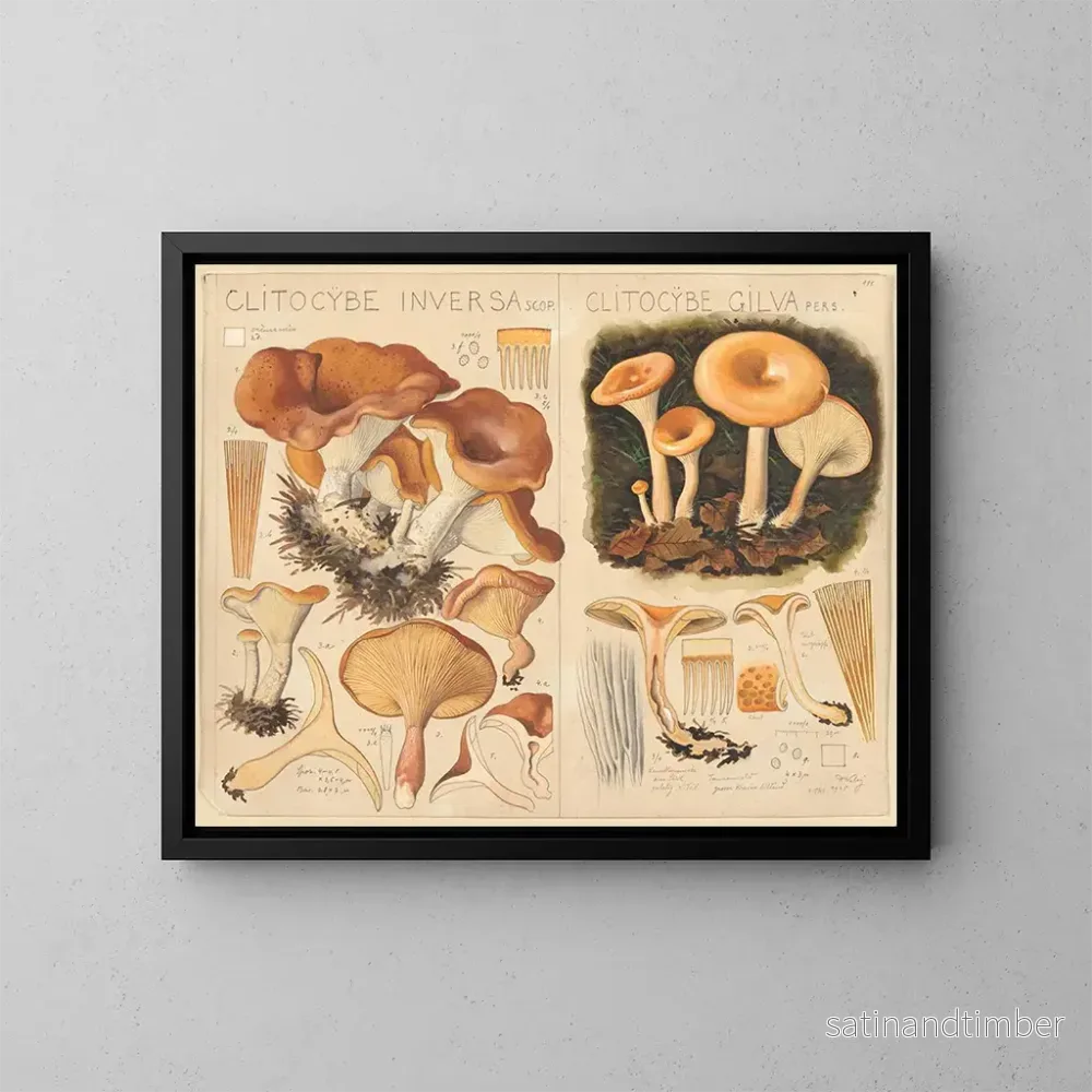 Reproduktion av målningen Clitocybe inversa och Clitocybe gilva - Hans Baldung