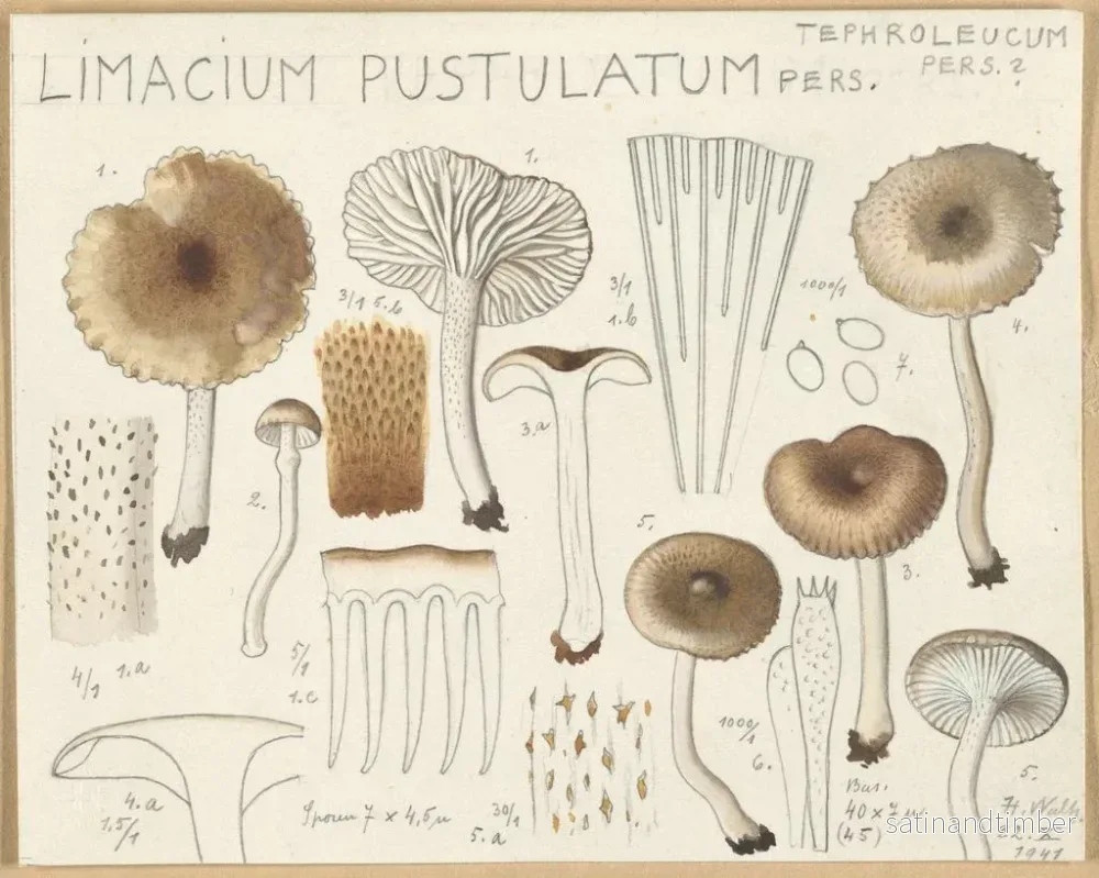 Reproduktion av målningen Limacium pustulatum - Hans Baldung - Bild 2