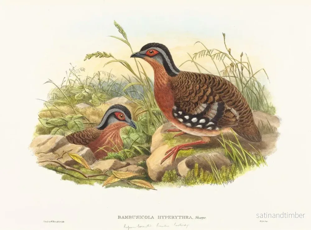 Reproduktion av målningen av bambuhöna med rödbröst - John Gould - Bild 2