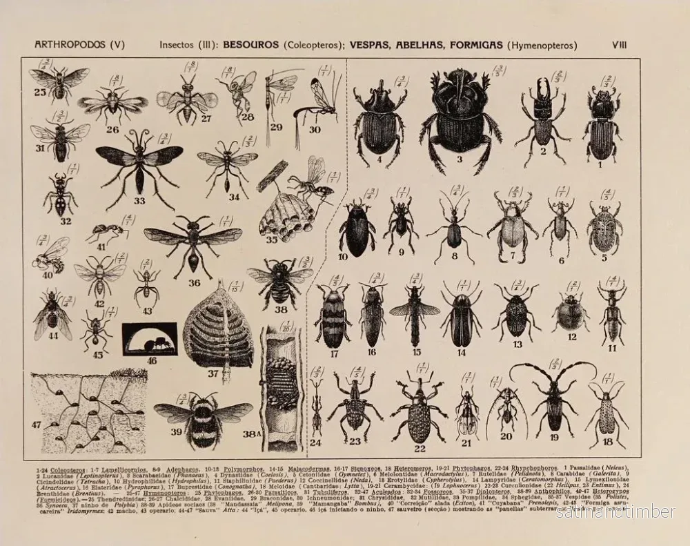 Reproduktion av målningen Atlas de la faune du Brésil Pl08 - Rodolpho von Ihering - Bild 2