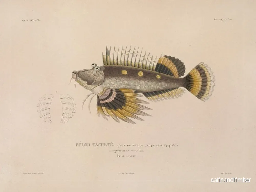 Resa runt världen — plansch 027 — Louis-Isidore Duperrey - Bild 2