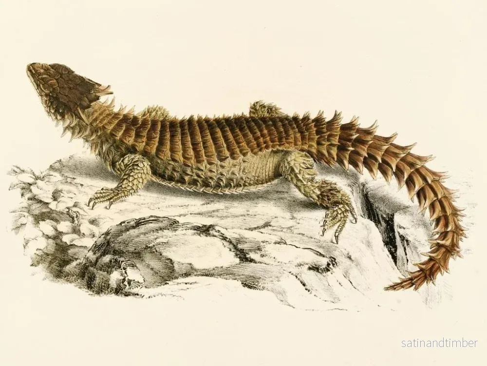 Reproduktion av målningen Cordylus géant - Sir Andrew Smith - Bild 2