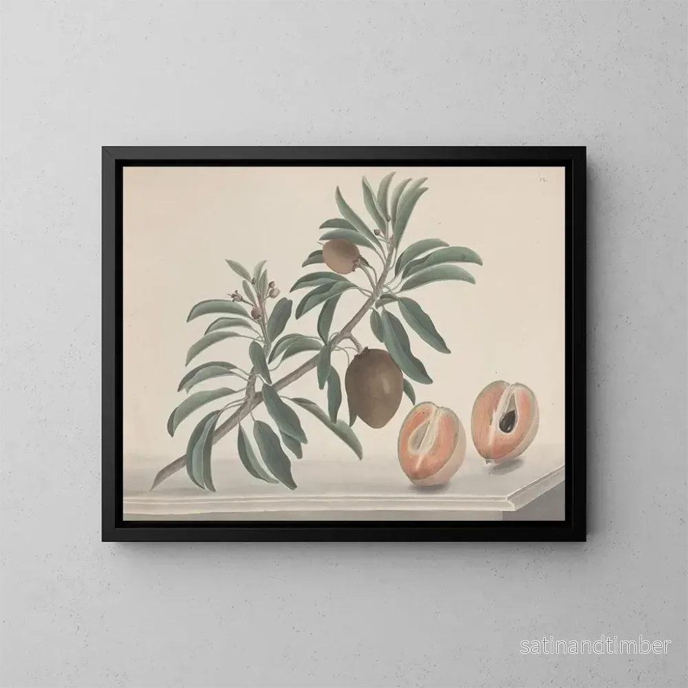 Reproduktion av målningen Histoire naturelle de Saint-Domingue Pl144 - René de Rabi