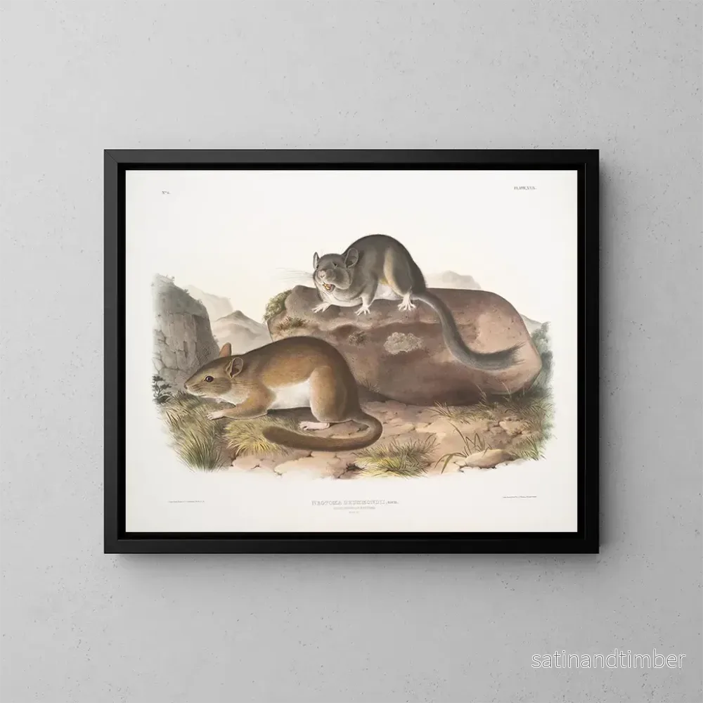 Reproduktion av målningen Neotoma drummondii, verklig storlek - John Woodhouse Audubon