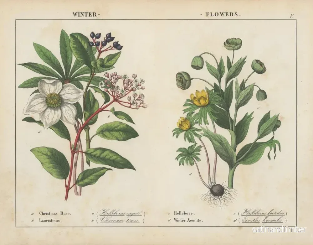 Reproduktion av målningen Vinterblommor - Charlotte Mary Yonge - Bild 2